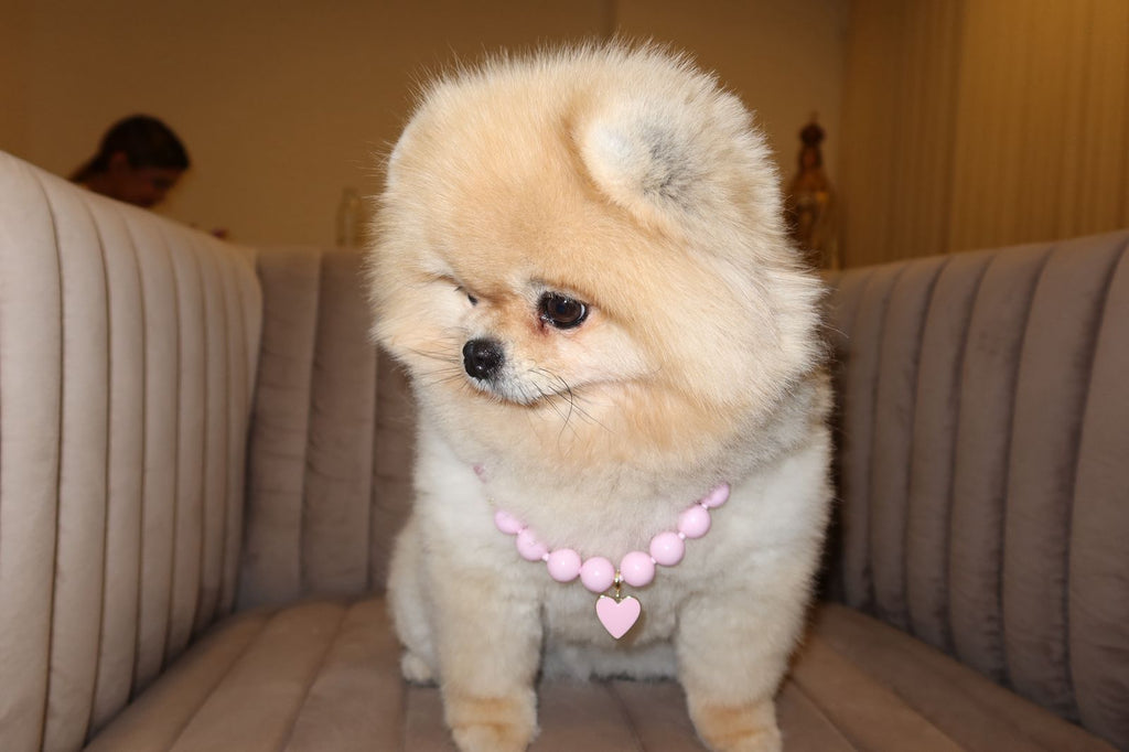 Luxury pet