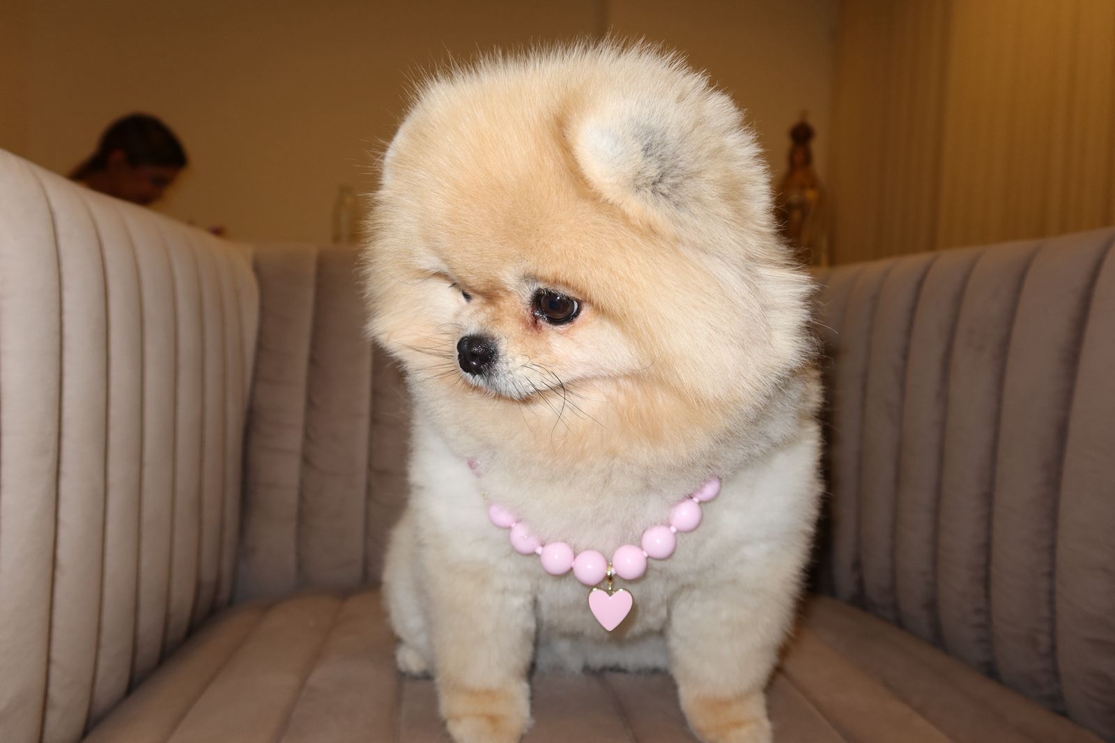 Luxury pet