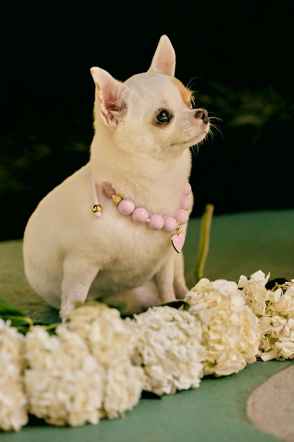 Luxury pet