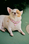 Luxury pet